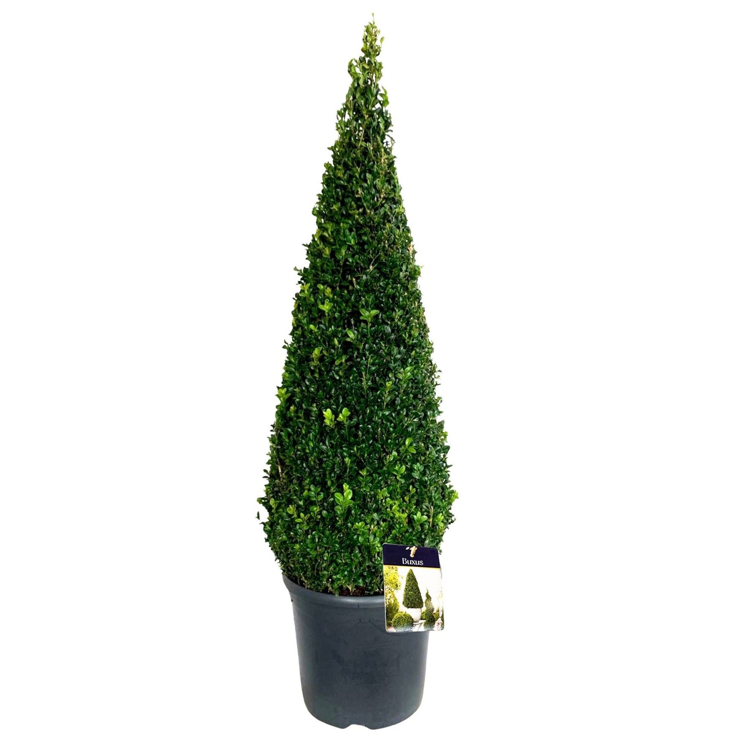 Buxus sempervirens pyramid 120cm 31cm Pot