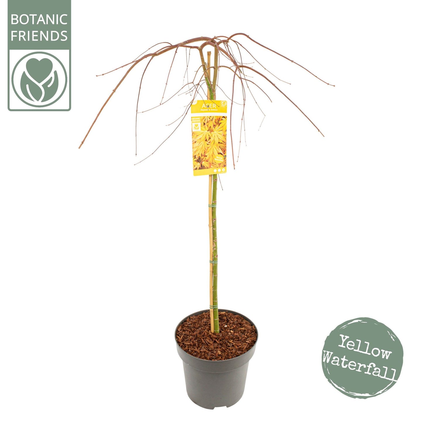 Acer Cascade Gold 160cm 30cm Pot