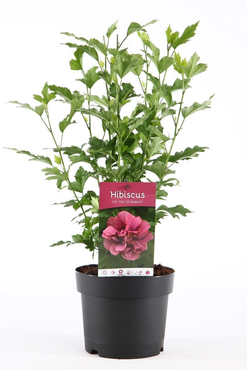 Hibiscus syr. Duc de Brabant 55cm 19cm Pot
