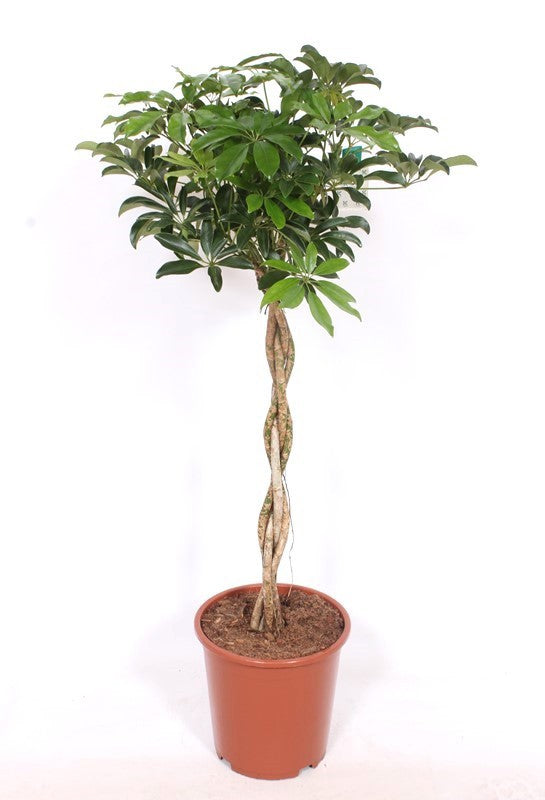 Schefflera Compacta braided 110cm 27cm Pot