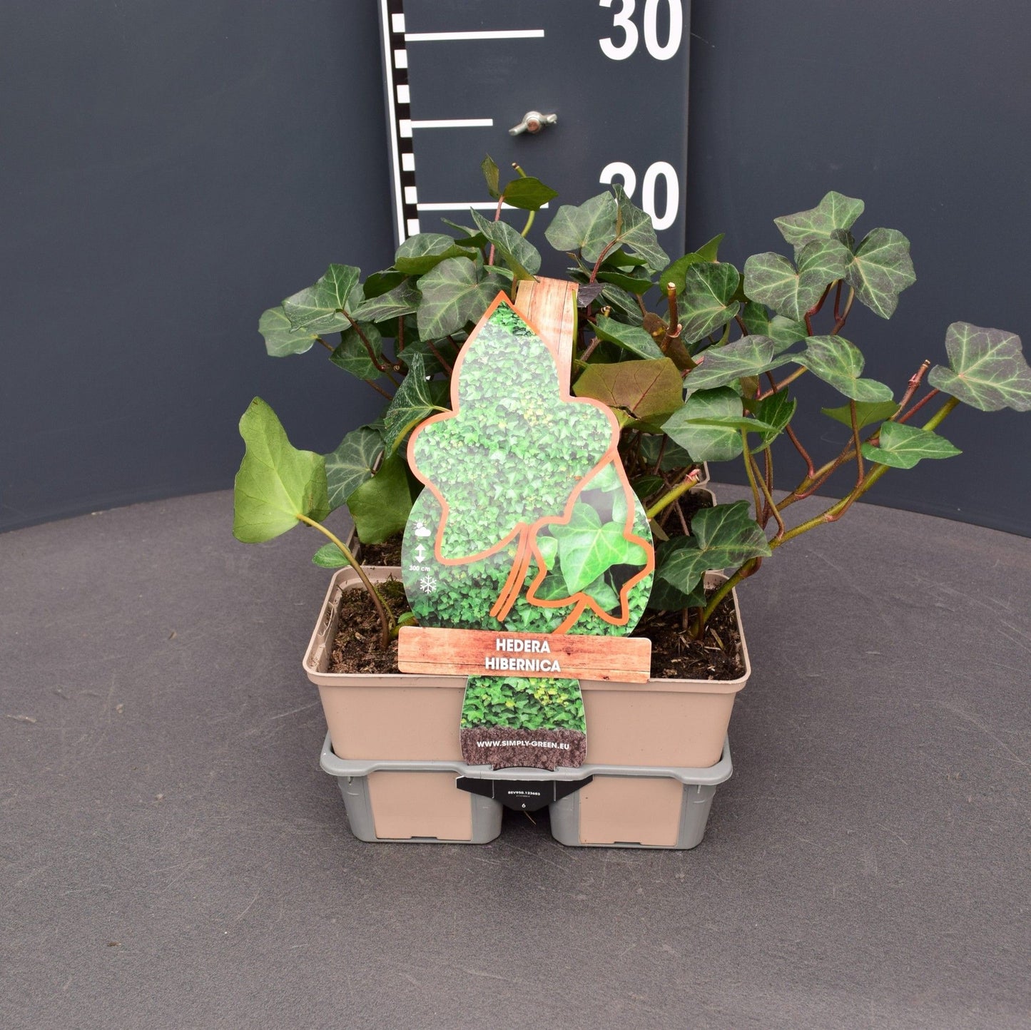 Hedera hibernica 6 pack 9cm Pot