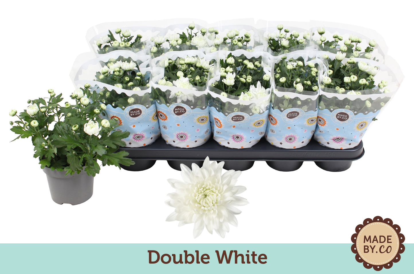 Chrysanthemum Mount Gerlach 25cm 12cm Pot