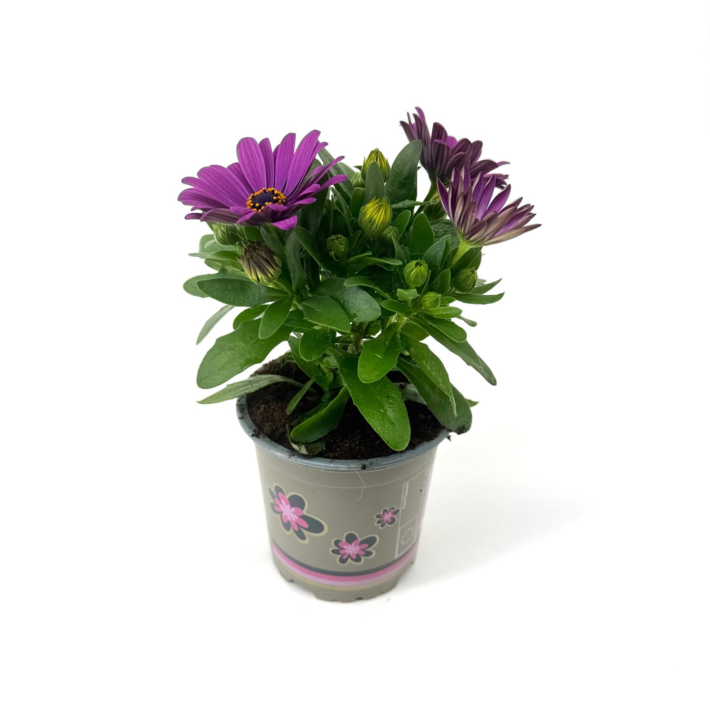 Osteospermum Senorita Carla 22cm 11cm Pot