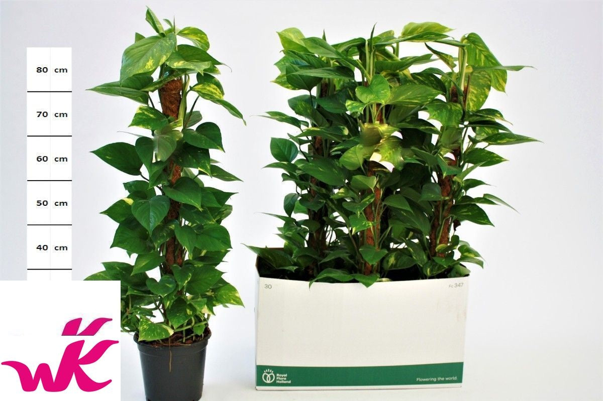 Epipremnum pinatum mosspole 105cm 19cm Pot