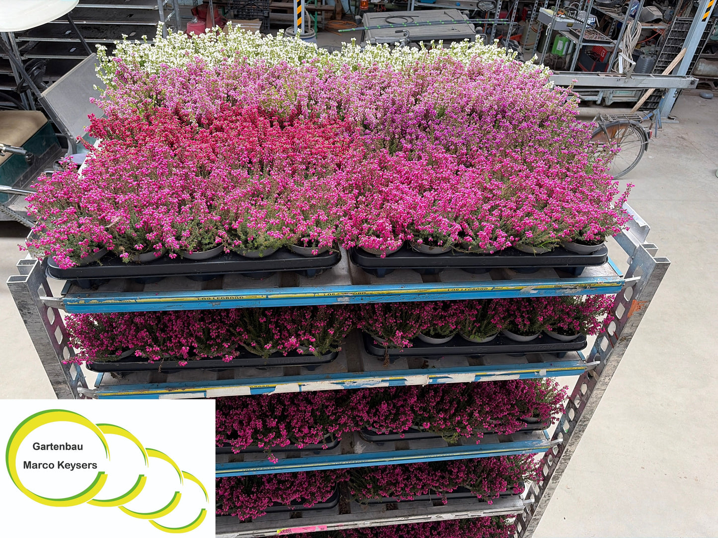 Erica carnea mix 24cm 11cm Pot