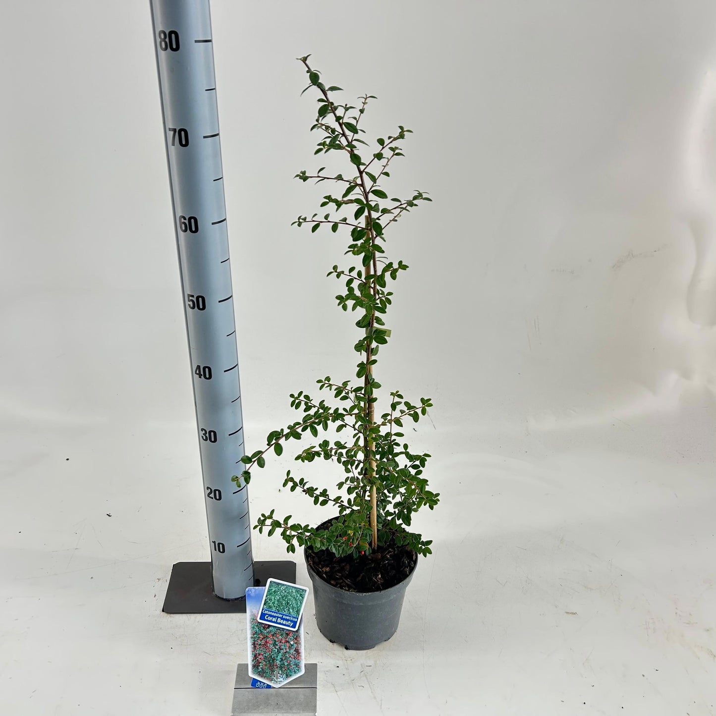 Cotoneaster sue. Coral Beauty 60cm 17cm Pot