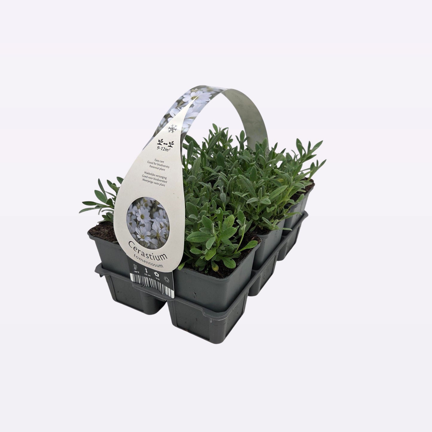Cerastium tomentosum 10cm 9cm Pot