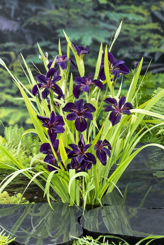 Iris Black Gamecock 25cm 9cm Pot