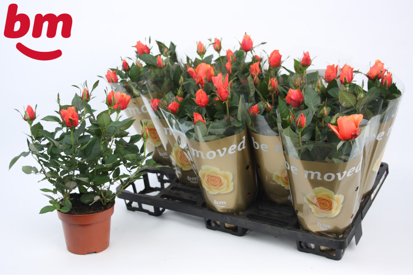 Rosa Beau Monde orange 28cm 12cm Pot