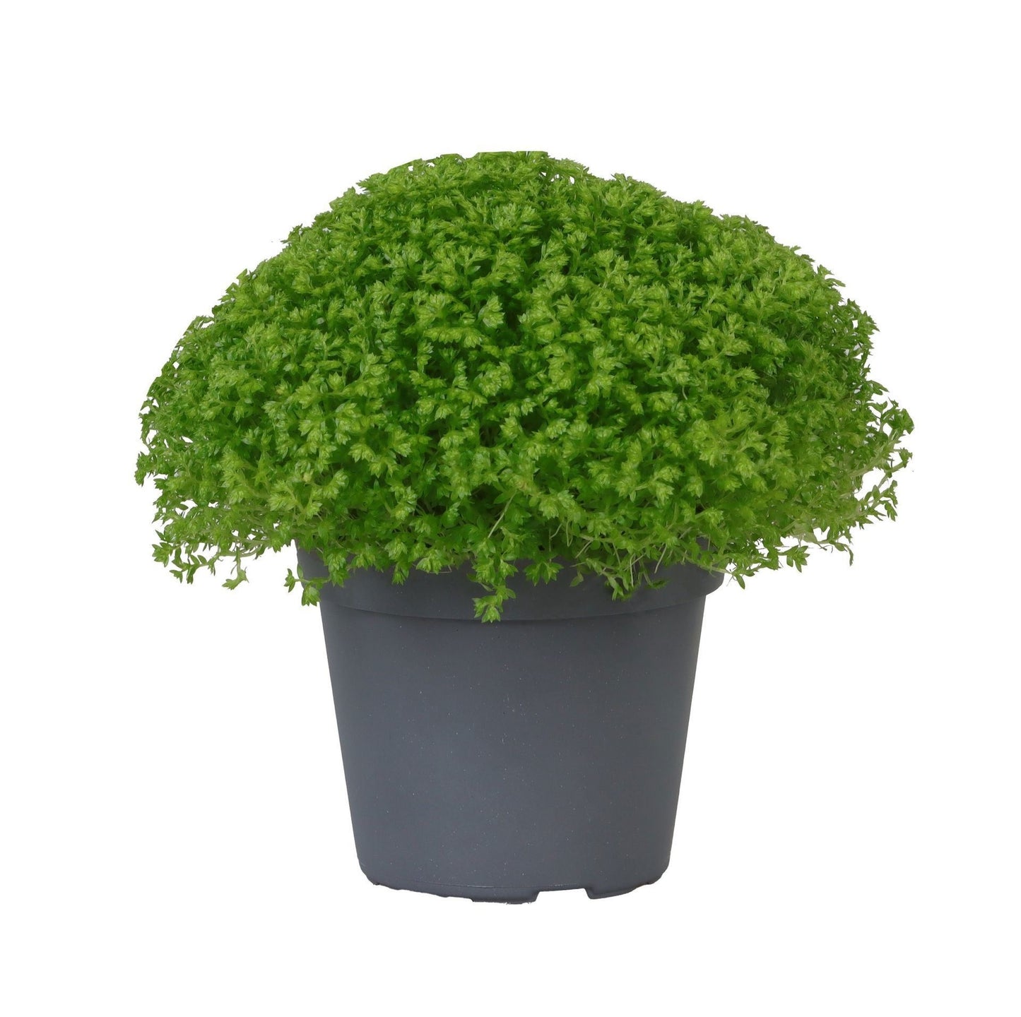 Selaginella apoda 9cm 6cm Pot