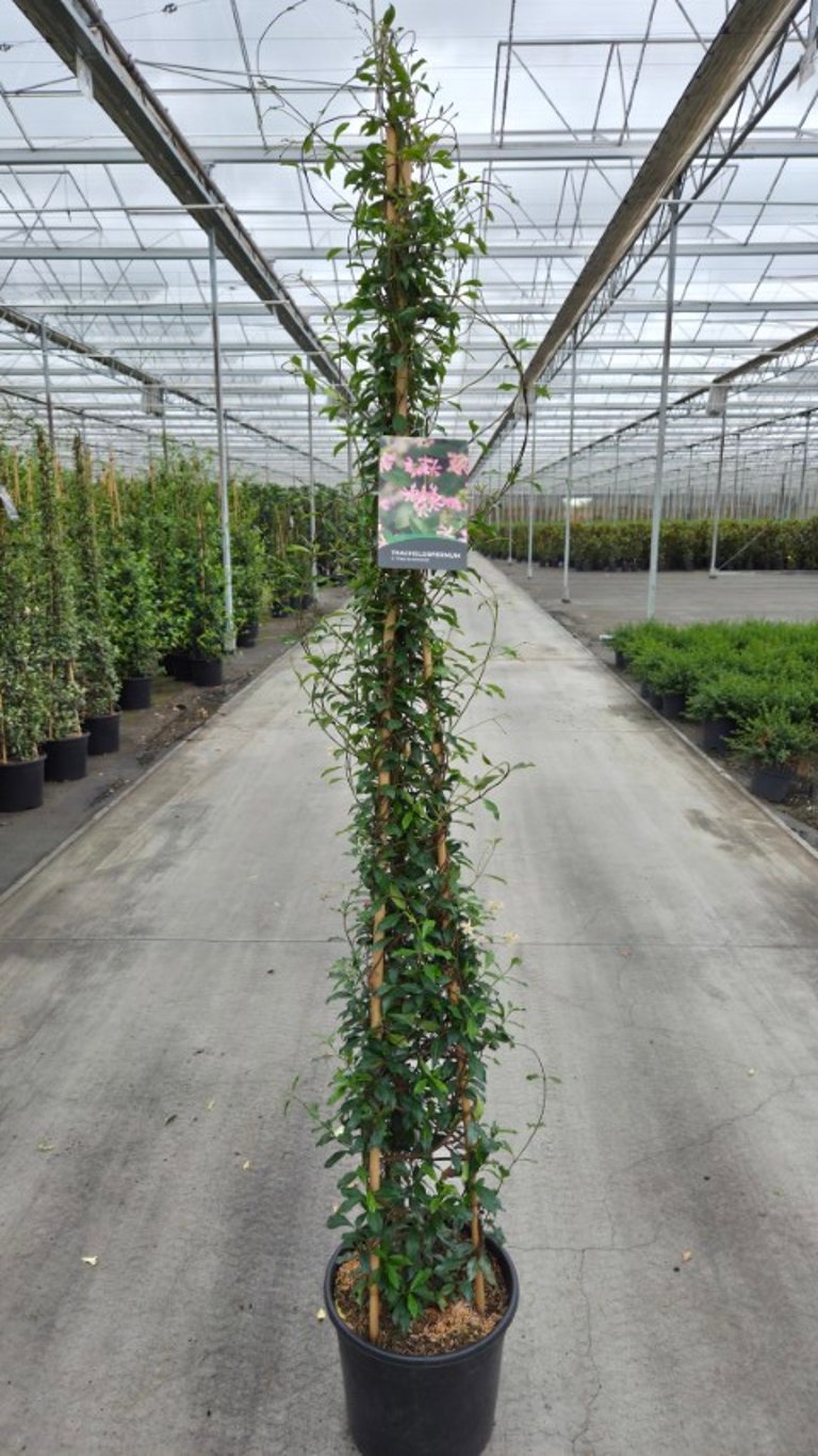 Trachelospermum jas. Pink Showers 200cm 36cm Pot