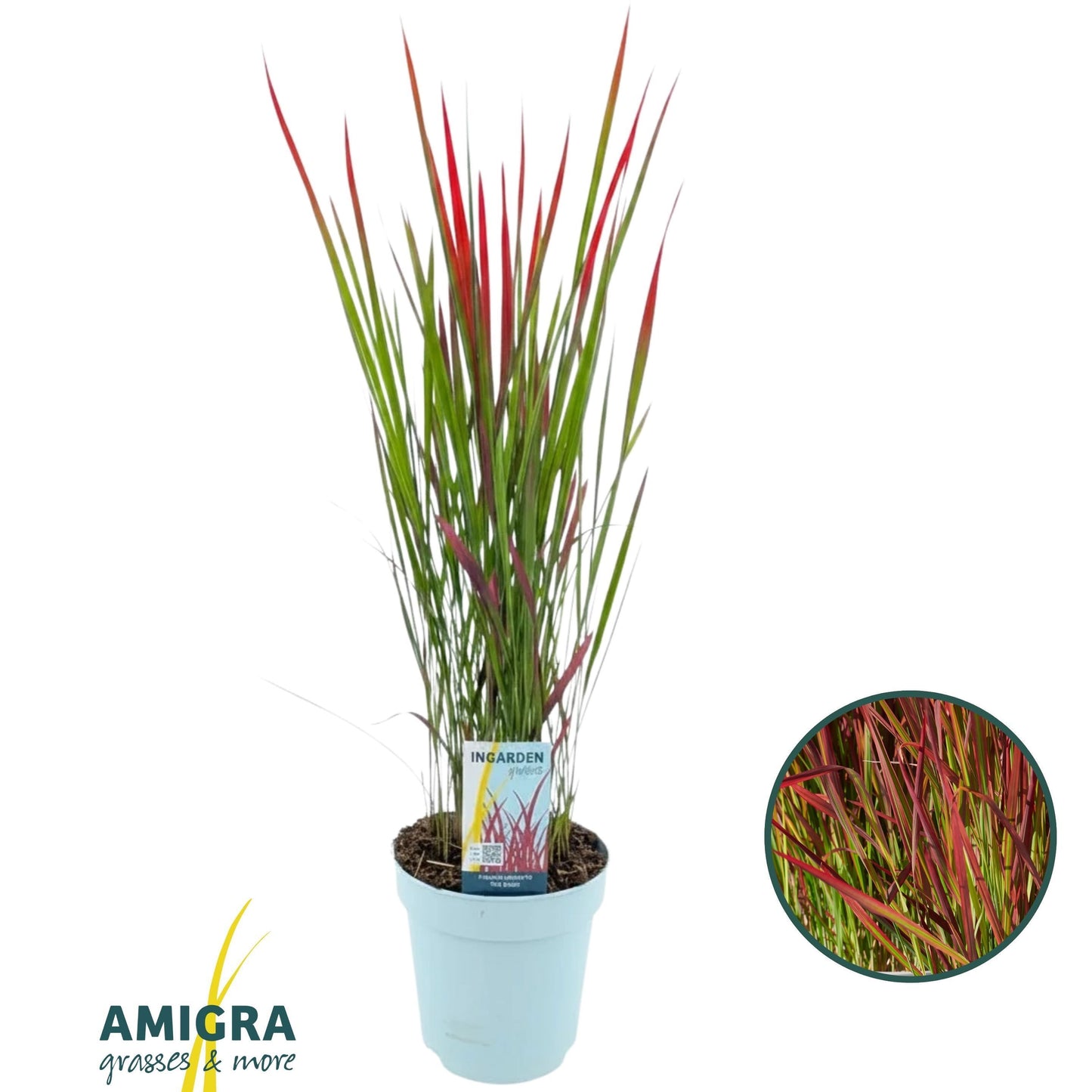 Imperata Red Baron 70cm 17cm Pot