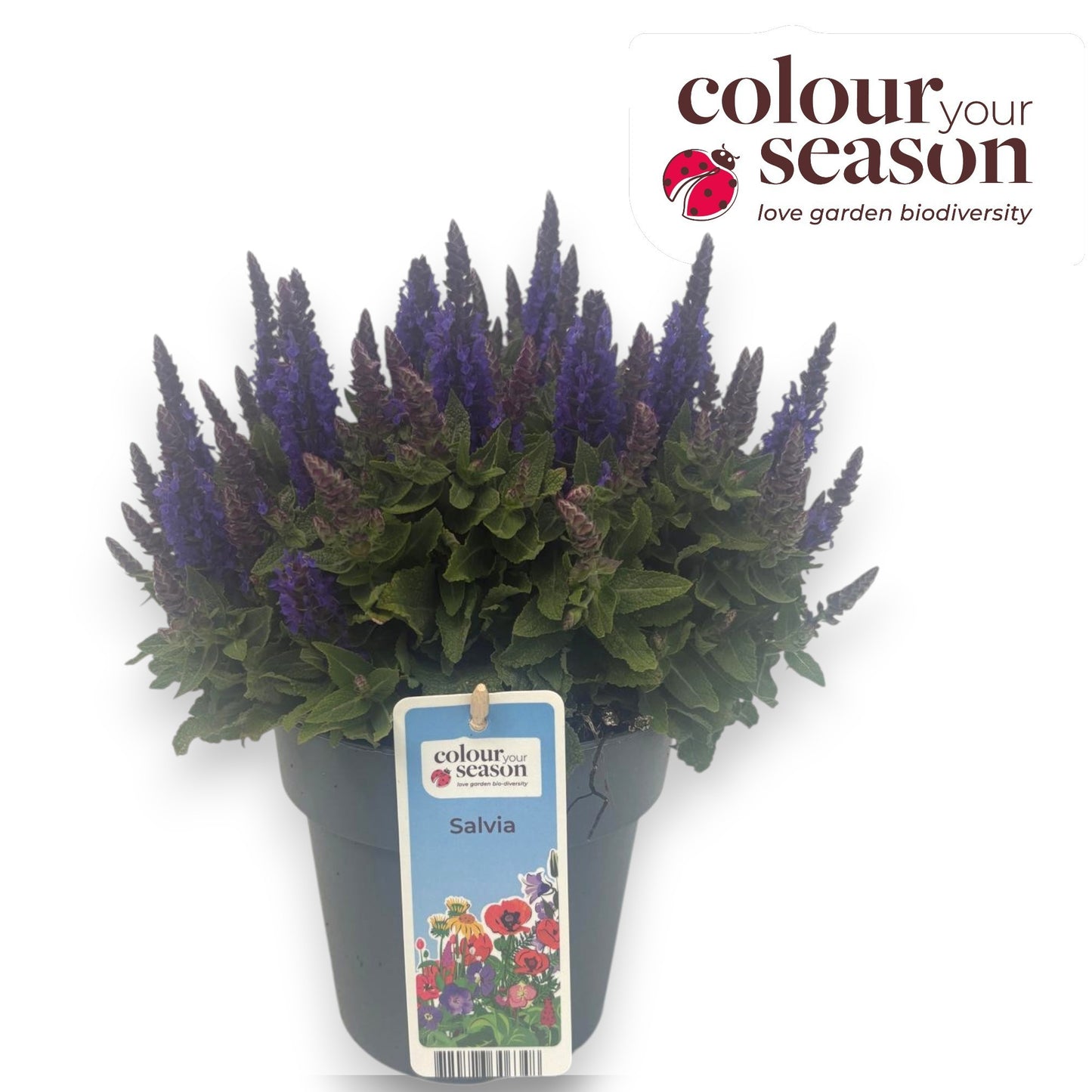 Salvia Sensation Deep Blue 30cm 15cm Pot