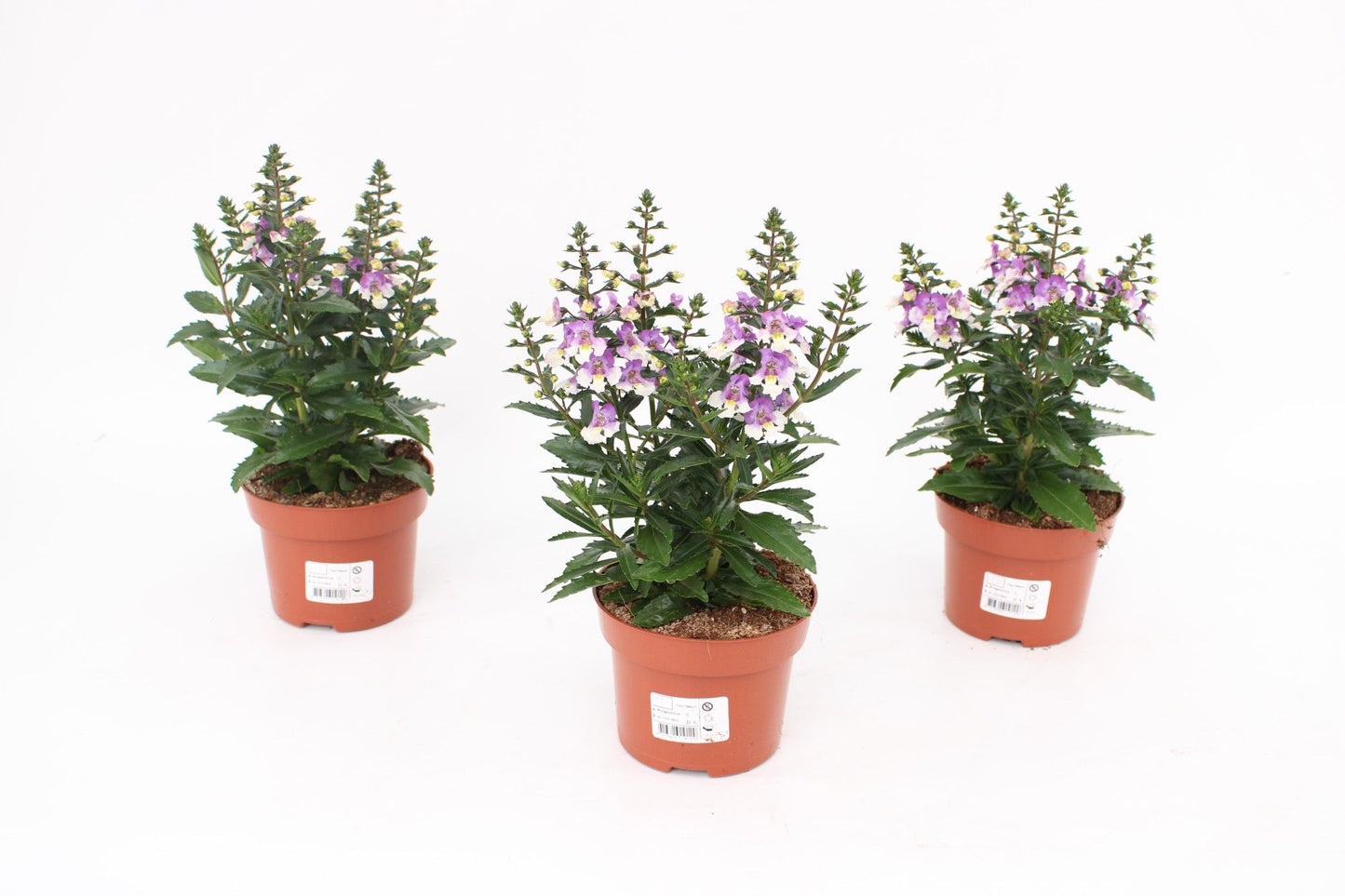 Angelonia Angelmist Lav. Bicolor 25cm 13cm Pot