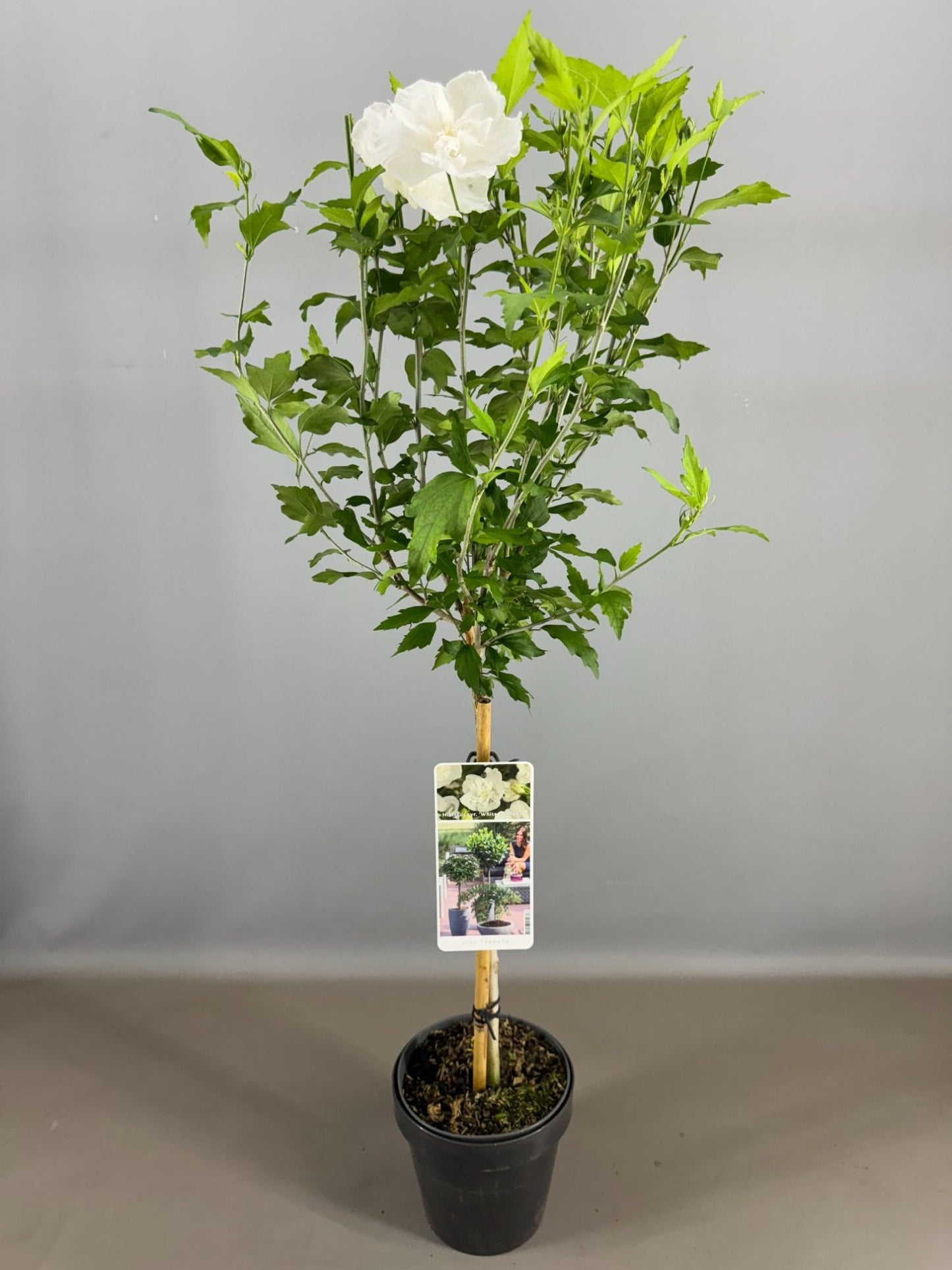 Hibiscus 85cm 19cm Pot