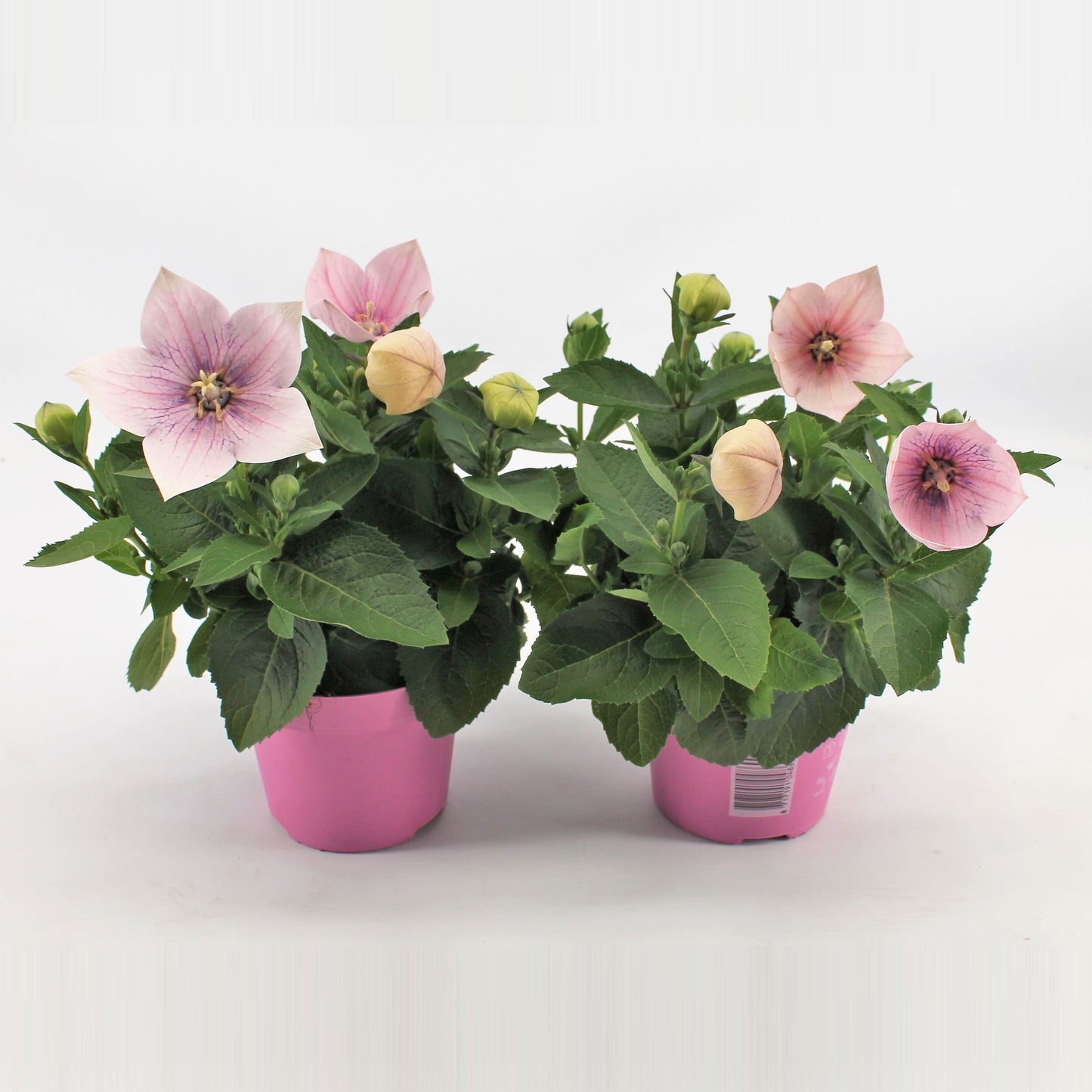 Platycodon graniflorus Astra Pink 22cm 12cm Pot