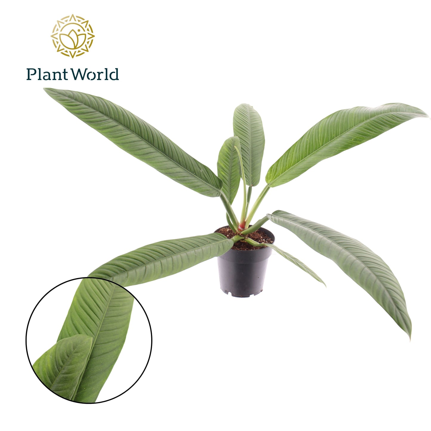 Philodendron scandens 35cm 14cm Pot