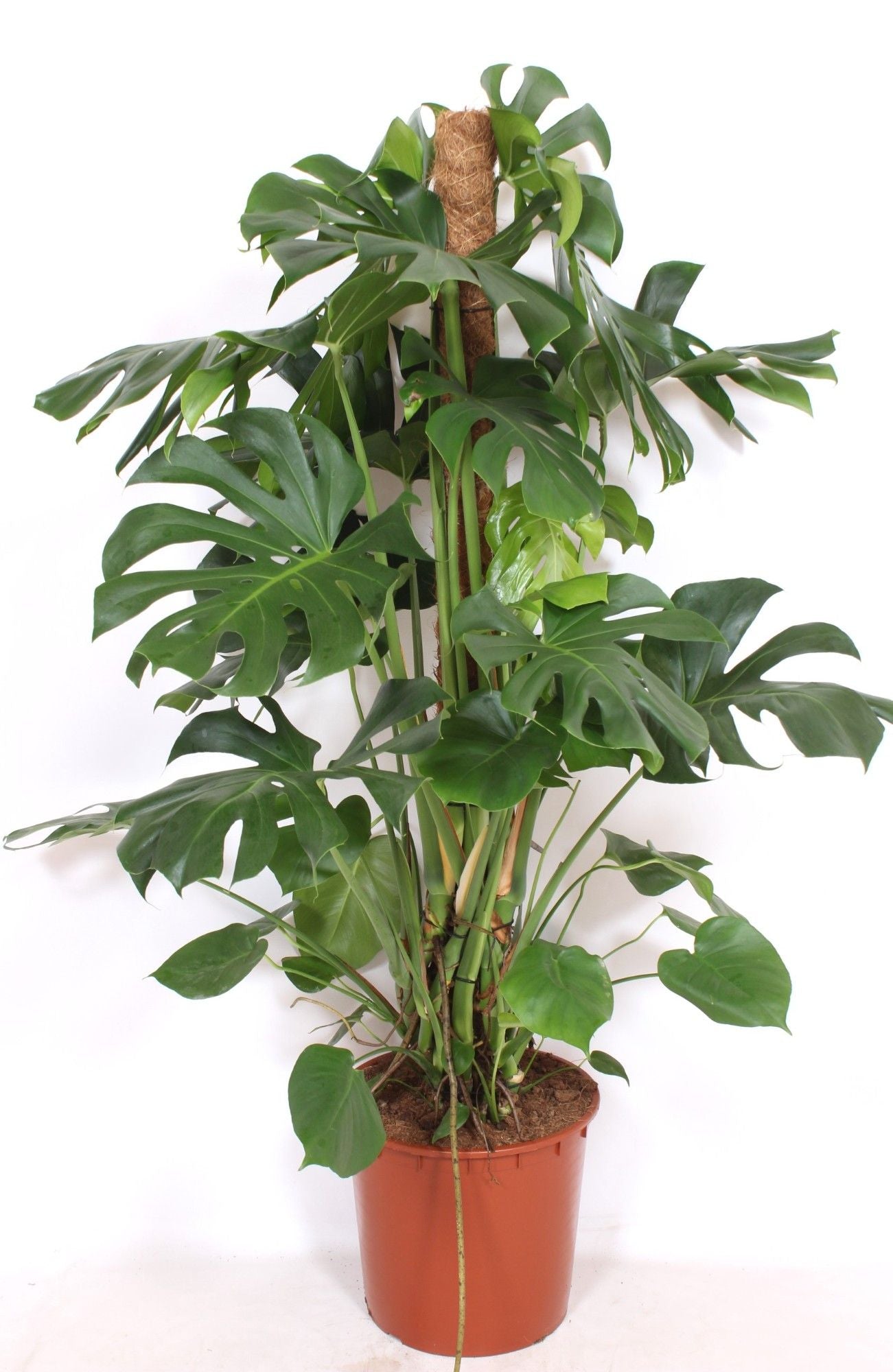 Monstera deliciosa 150cm 34cm Pot