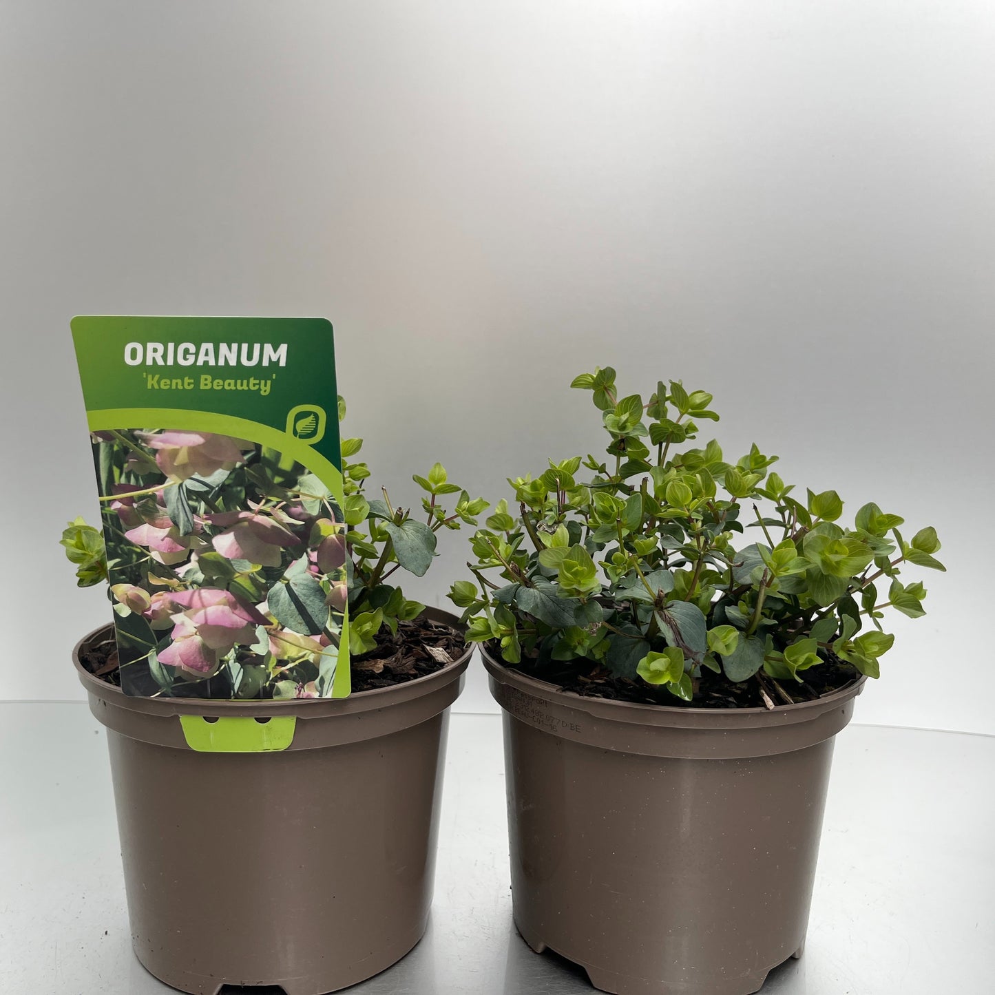 Origanum rot. Kent Beauty 30cm 17cm Pot