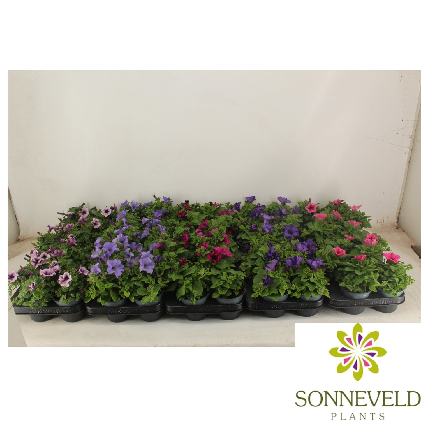 Petunia Surfinia mix 15cm 510cm Pot