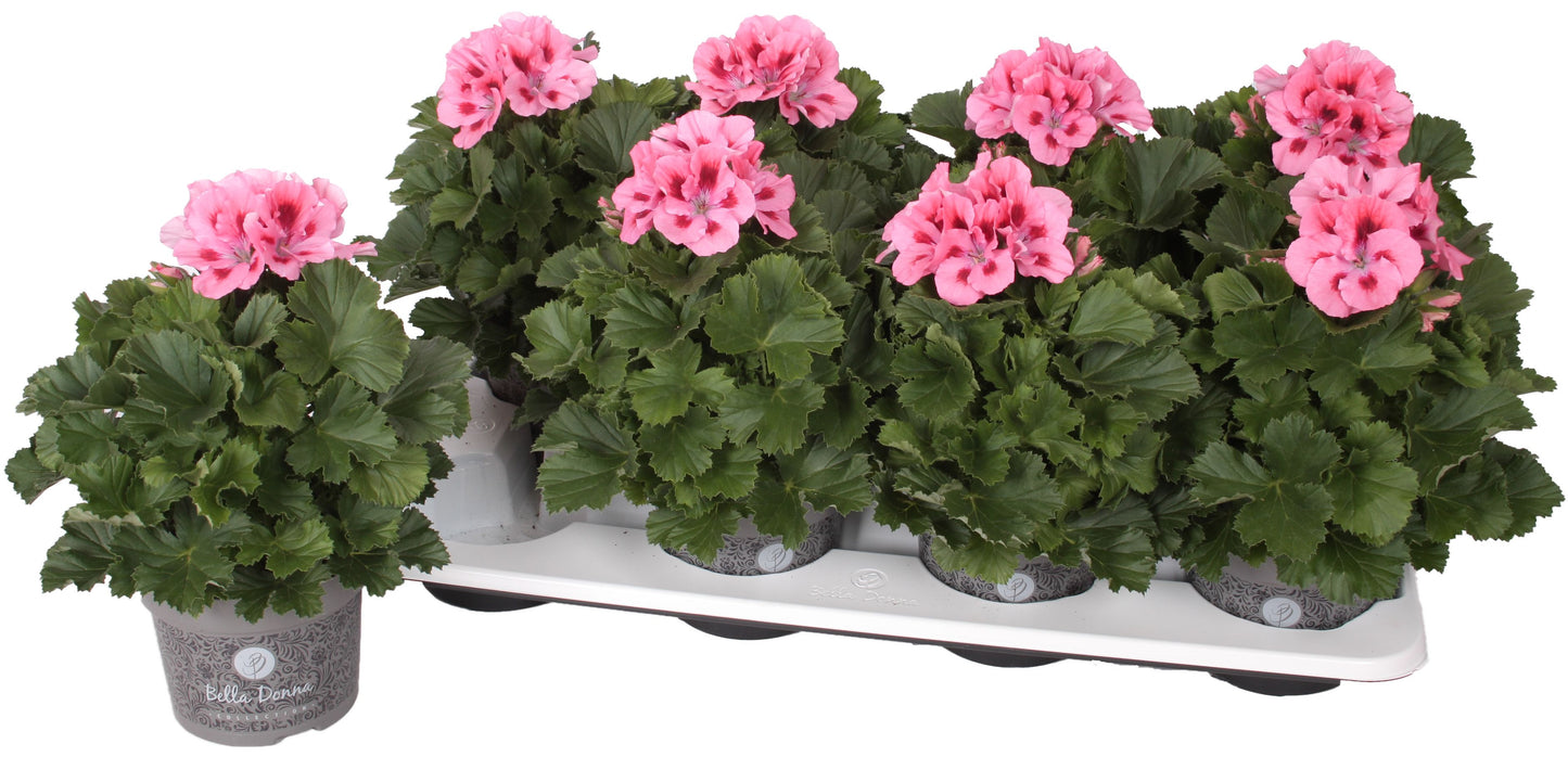 Pelargonium gr. Bella Donna pink 28cm 12cm Pot