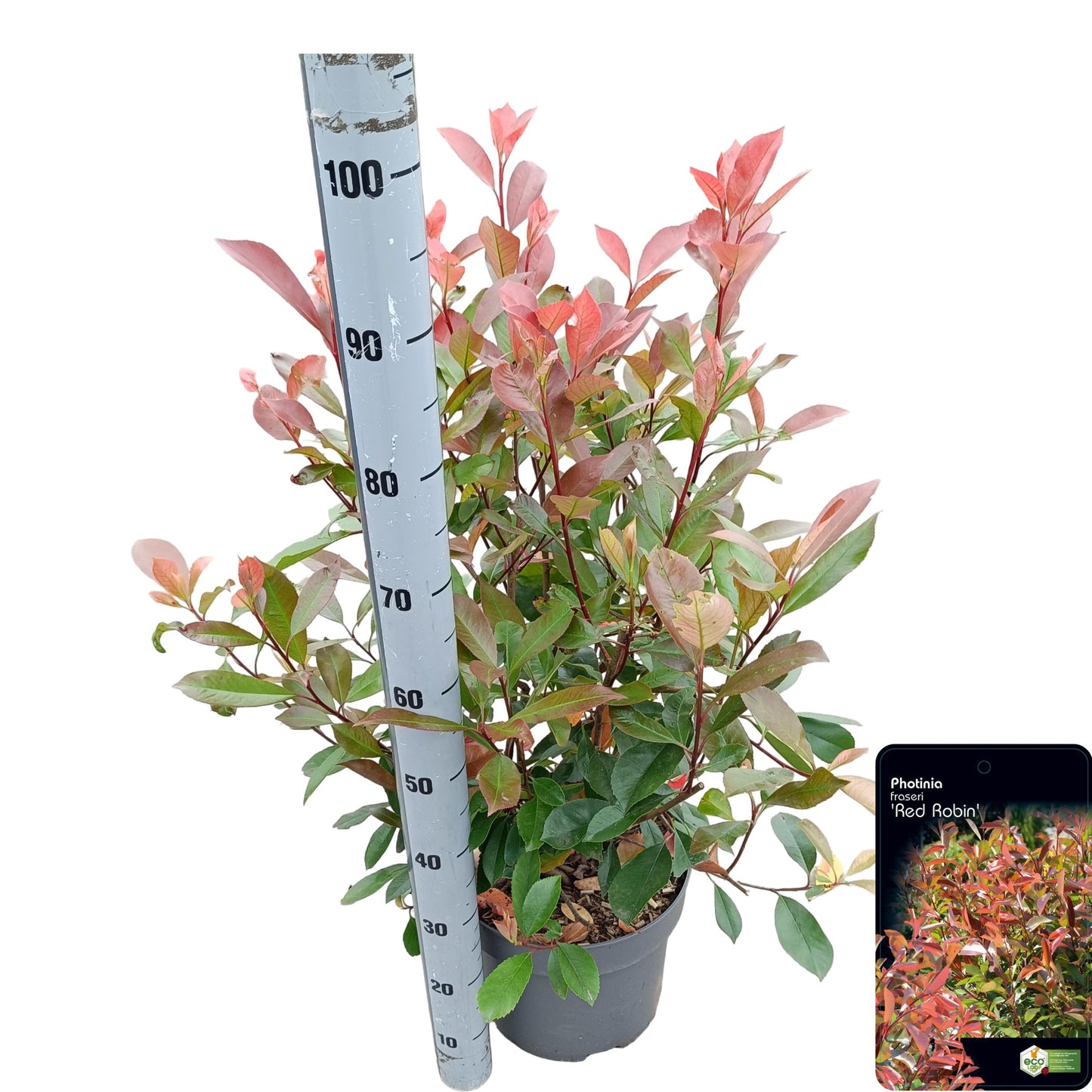 Photinia fra. Red Robin 114cm 28cm Pot