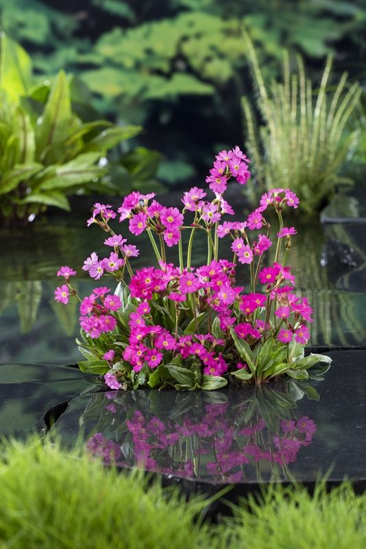 Primula rosea 20cm 9cm Pot