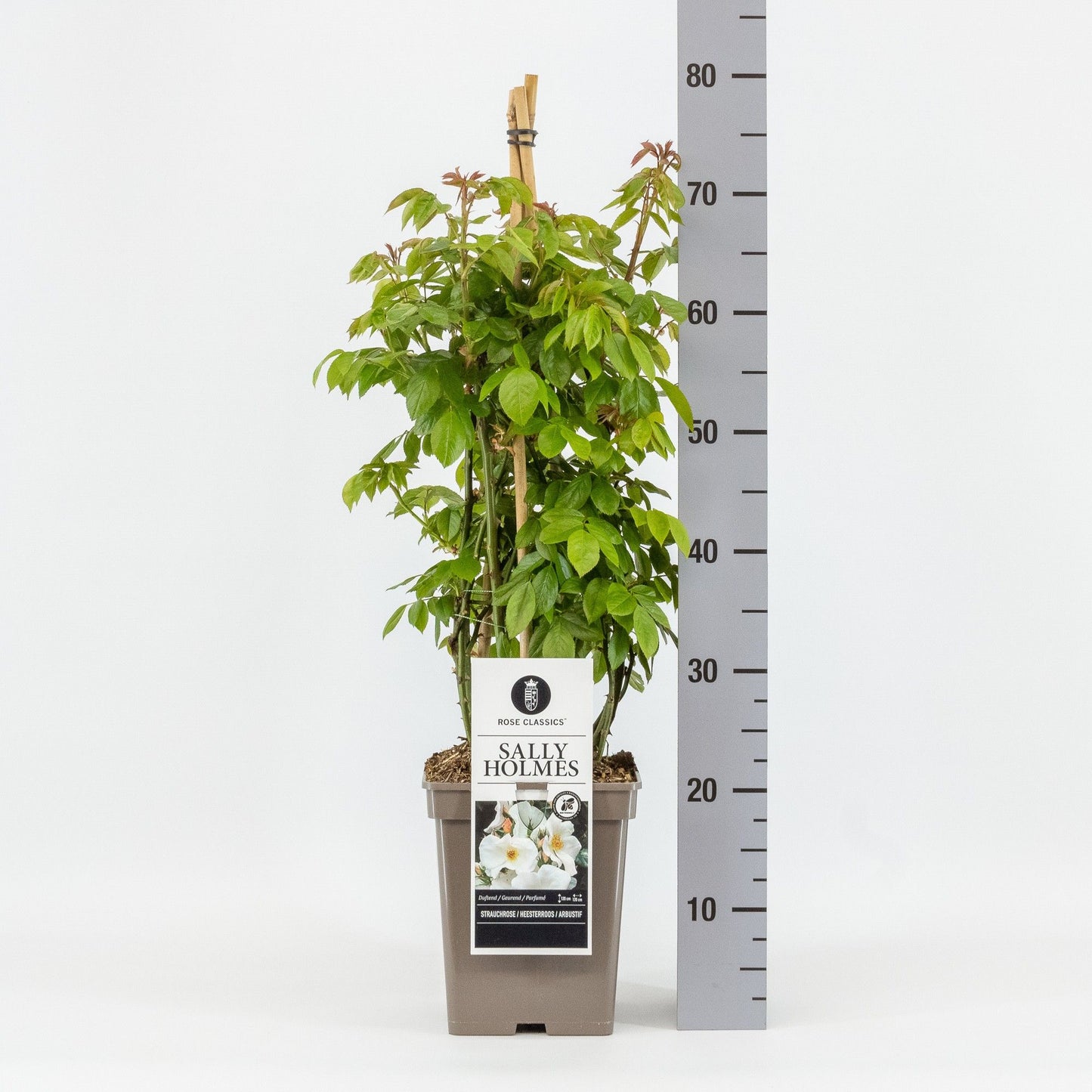 Rosa Sally Holmes 75cm 23cm Pot