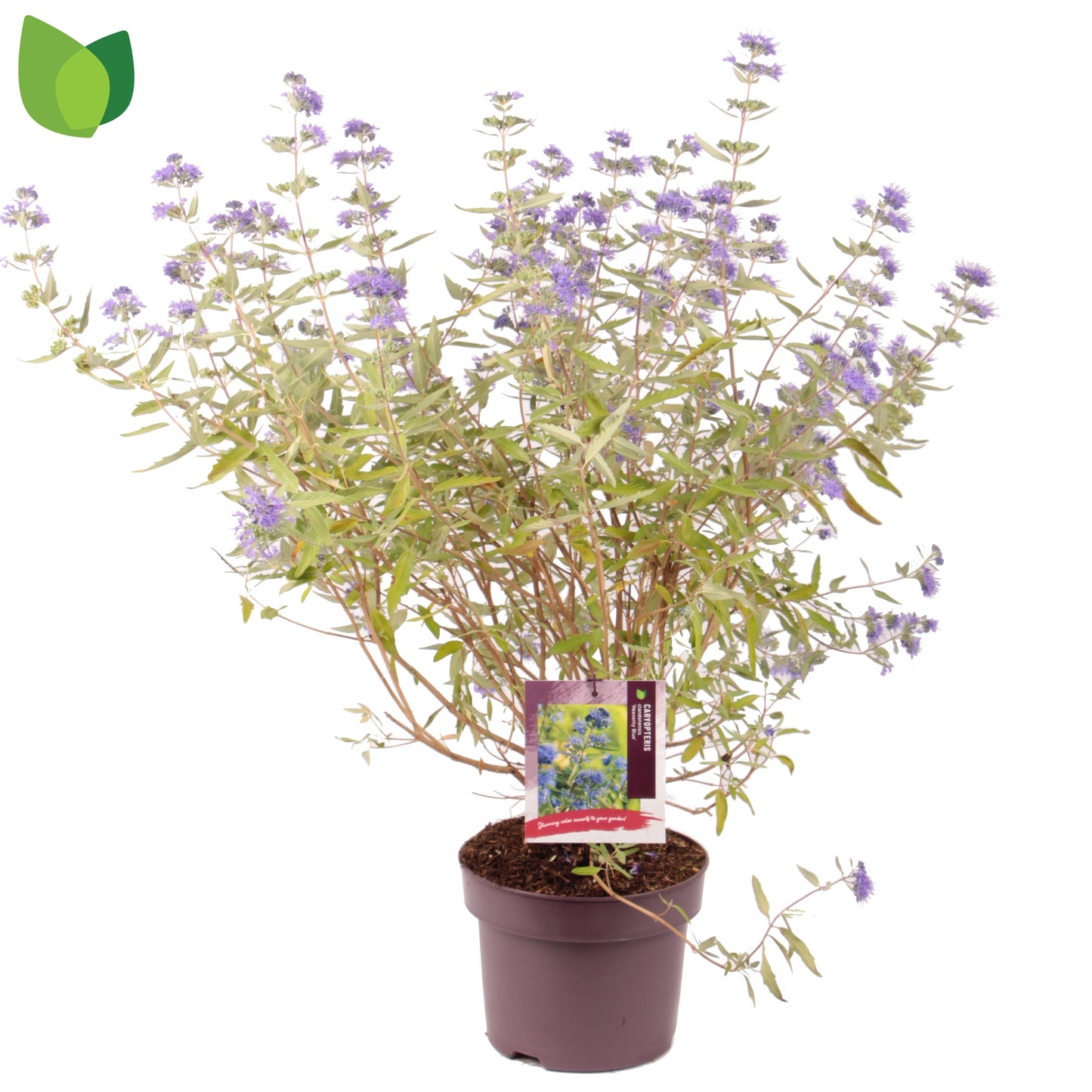 Caryopteris cla. Heavenly Blue 60cm 23cm Pot