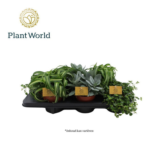 Foliage houseplants mix 20cm 12cm Pot