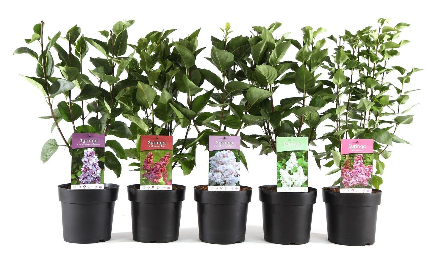 Syringa vulgaris 55cm 19cm Pot