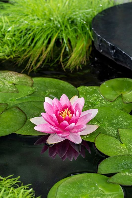 Nymphaea Charles de Meurville 30cm 11cm Pot
