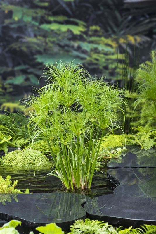 Cyperus pap. Percamentus 20cm 18cm Pot