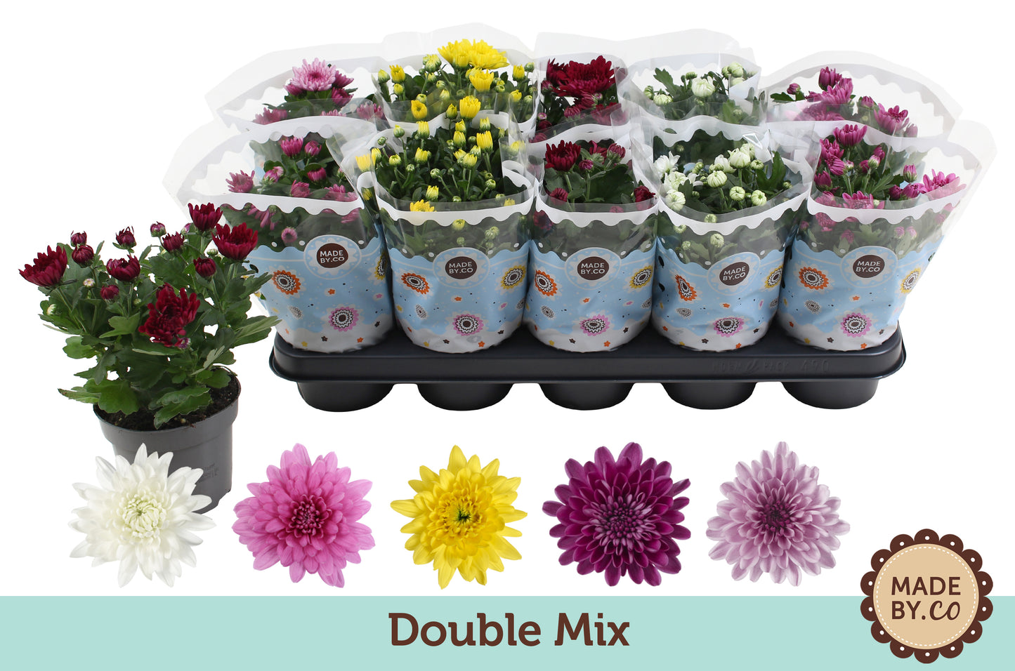 Chrysanthemum double mix 25cm 12cm Pot