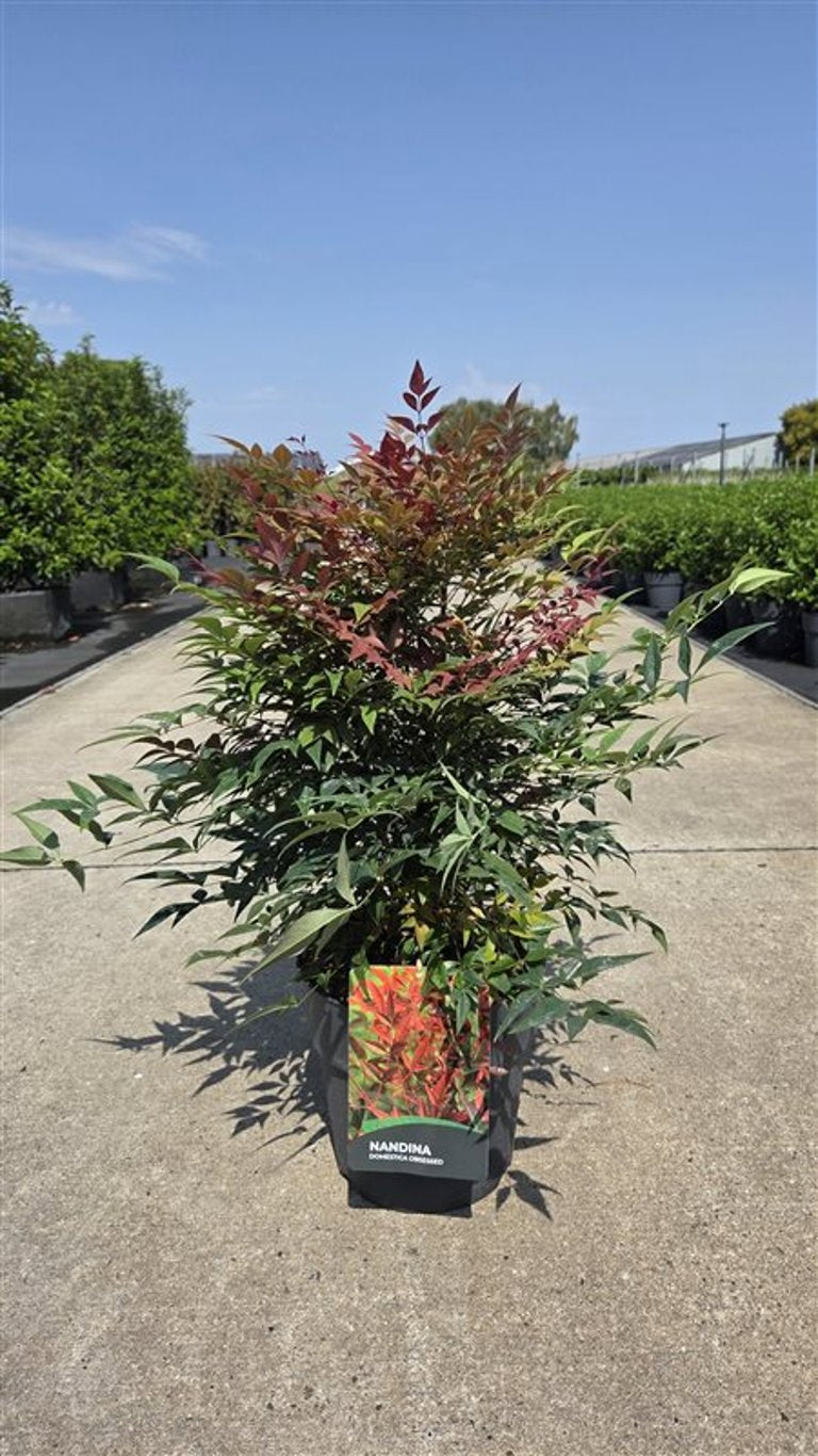 Nandina domestica Obsessed 55cm 27cm Pot