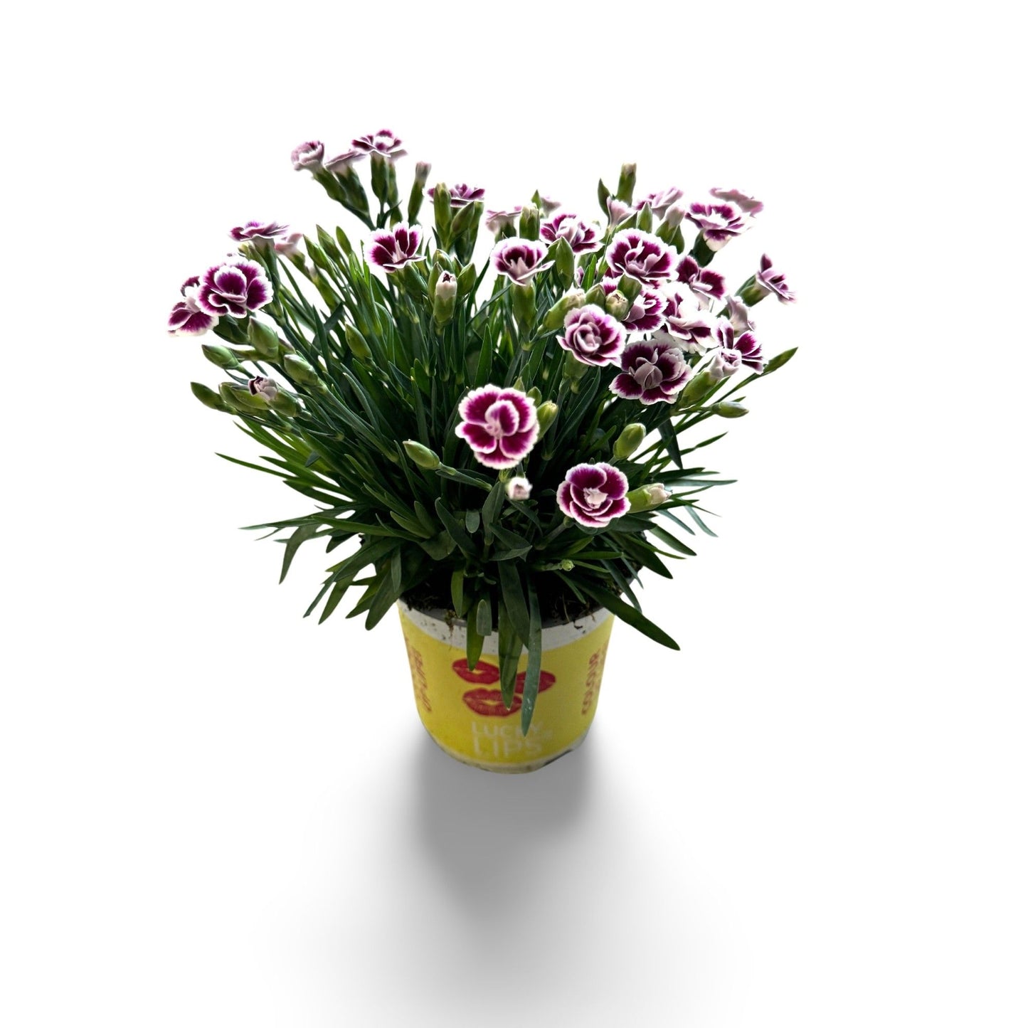 Dianthus Lucky Lips Lena 25cm 510cm Pot