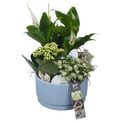PTSUT8944 Arrangementen kamerplanten 29cm 16cm Pot