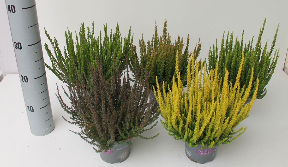 Calluna Garden Girls Sunset Girls mix 24cm 12cm Pot