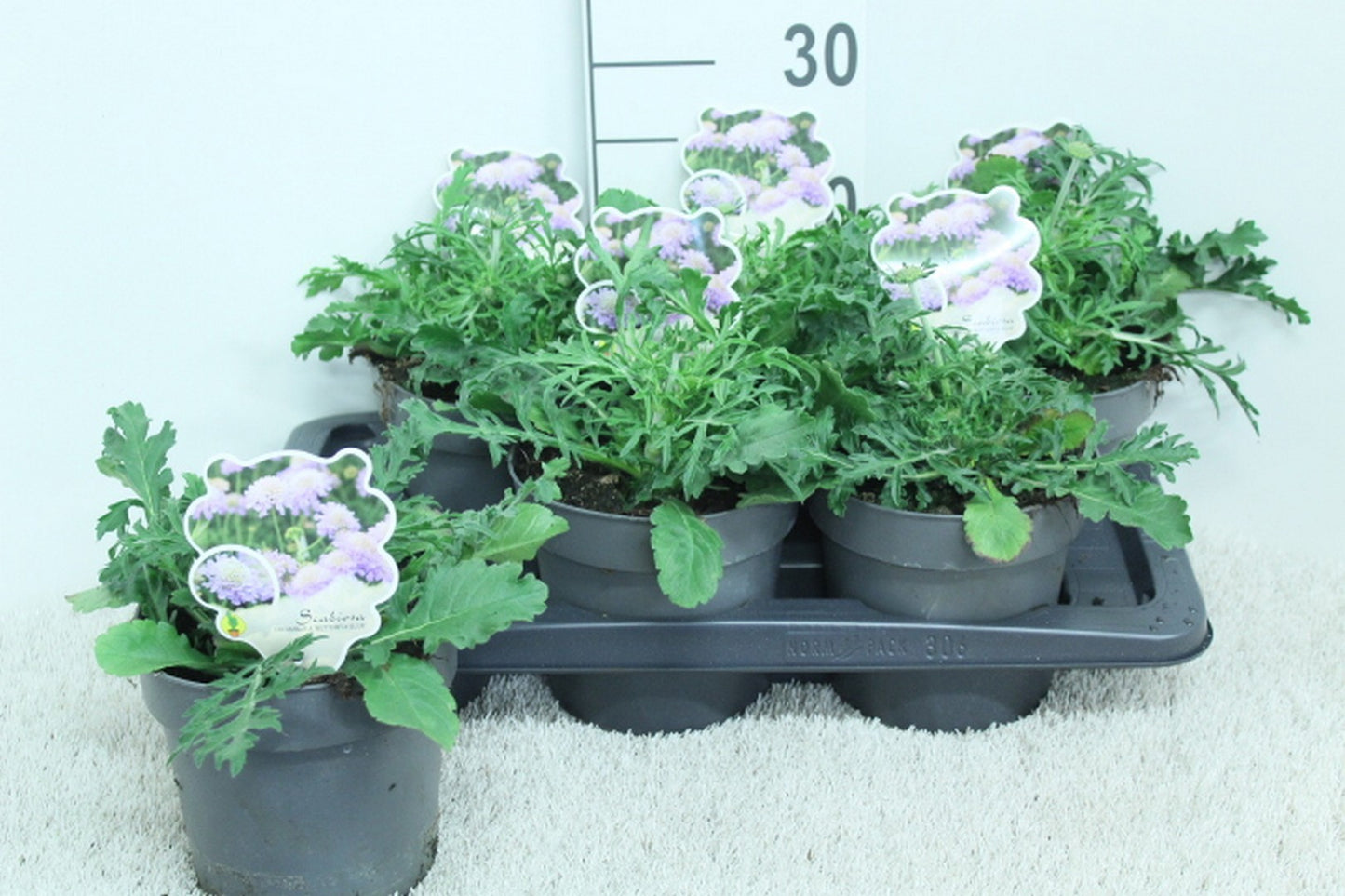 Scabiosa col. Butterfly Blue 25cm 17cm Pot