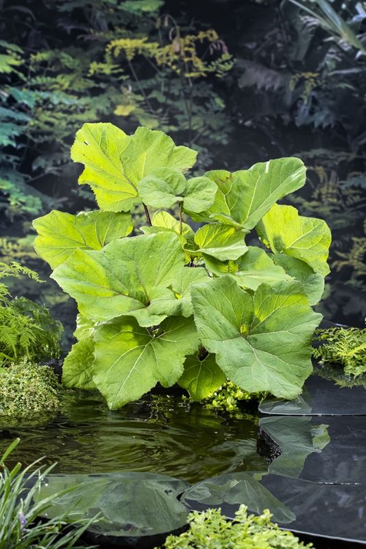 Petasites hybridus 20cm 9cm Pot
