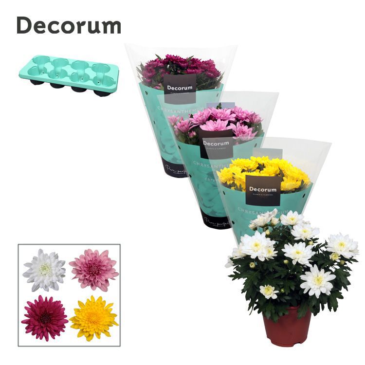 Chrysanthemum Chrystal mix 25cm 13cm Pot