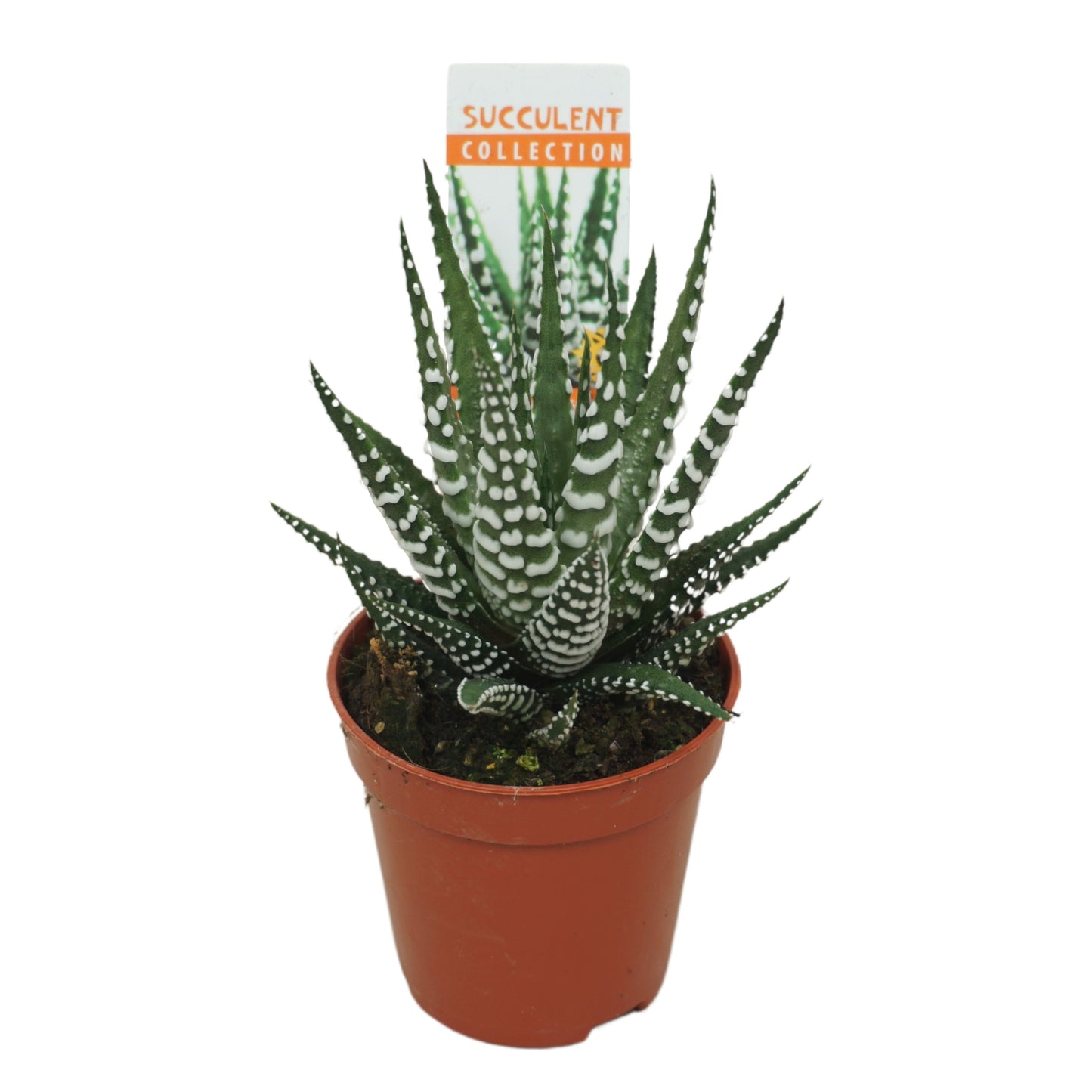 Haworthia Big Band 8cm 5.5cm Pot