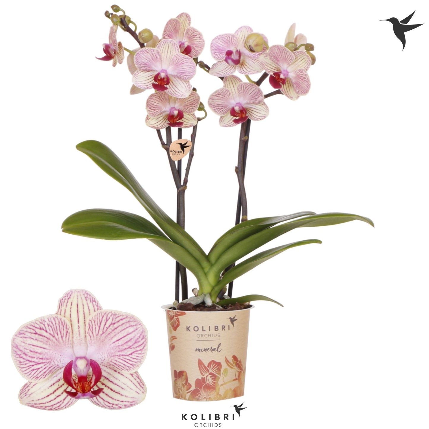 Phalaenopsis Nepal 40cm 9cm Pot