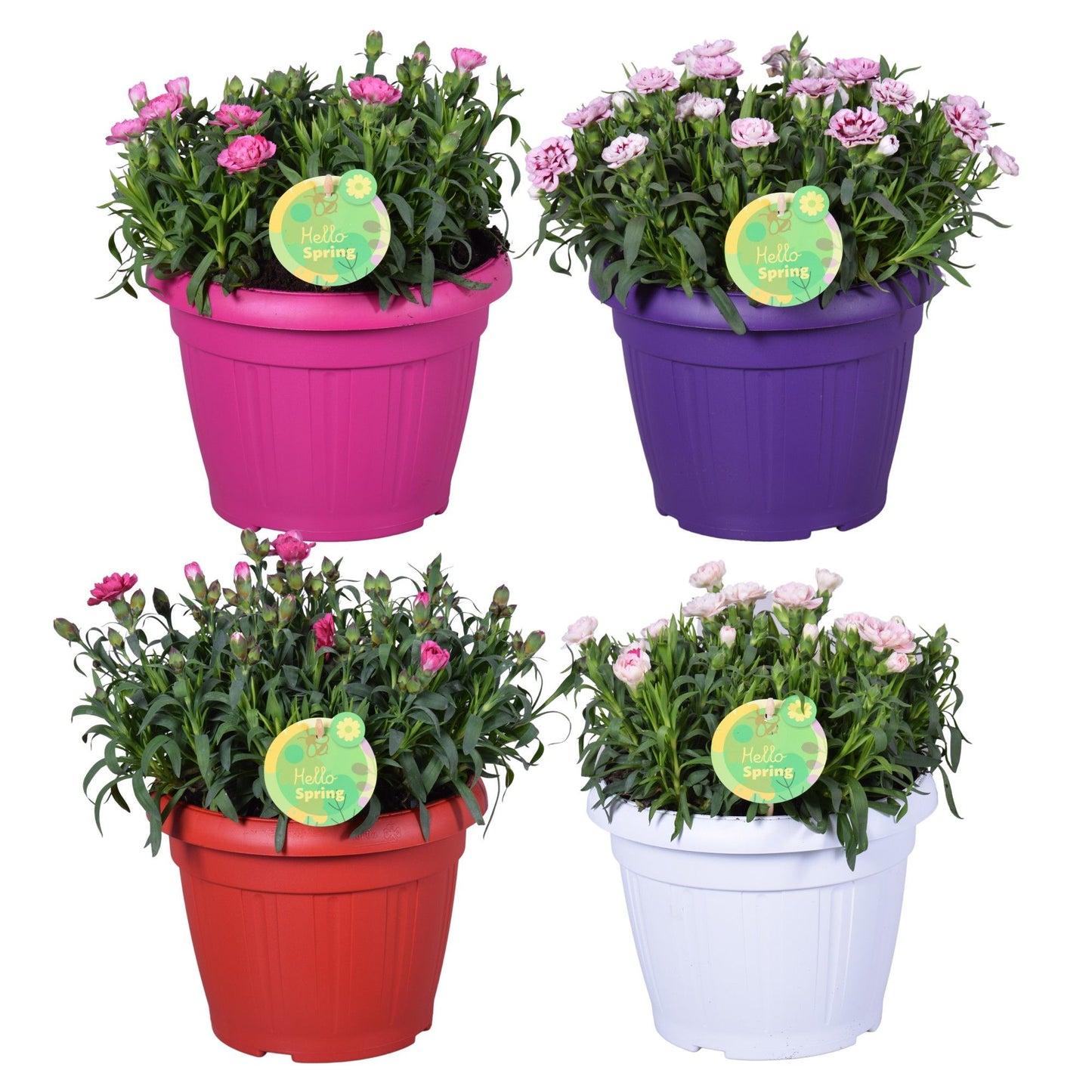 Dianthus Oscar Spring mix Patio Planter 32cm 22cm Pot