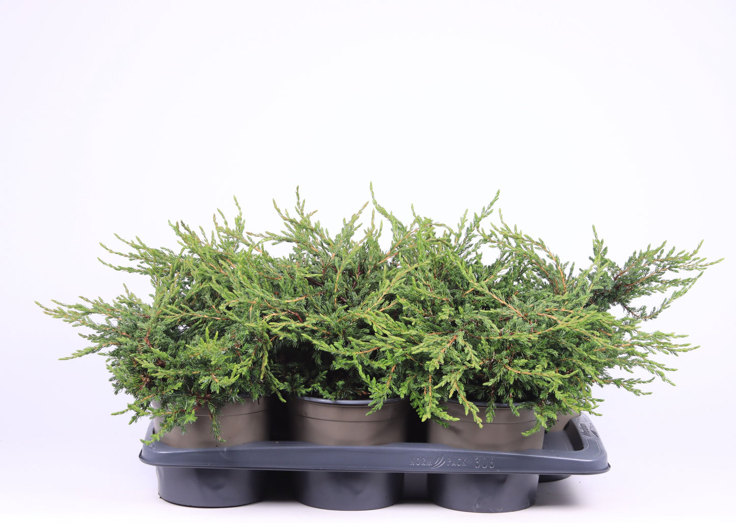 Juniperus com. Repanda 35cm 17cm Pot