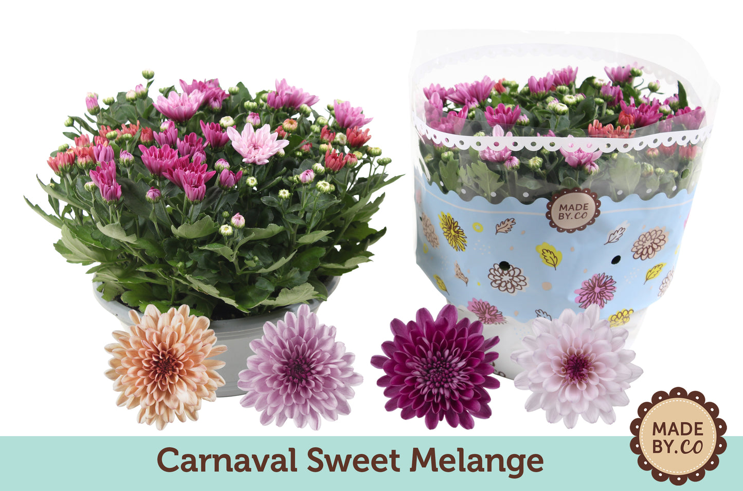 Chrysanthemum Sweet carnaval 27cm 23cm Pot