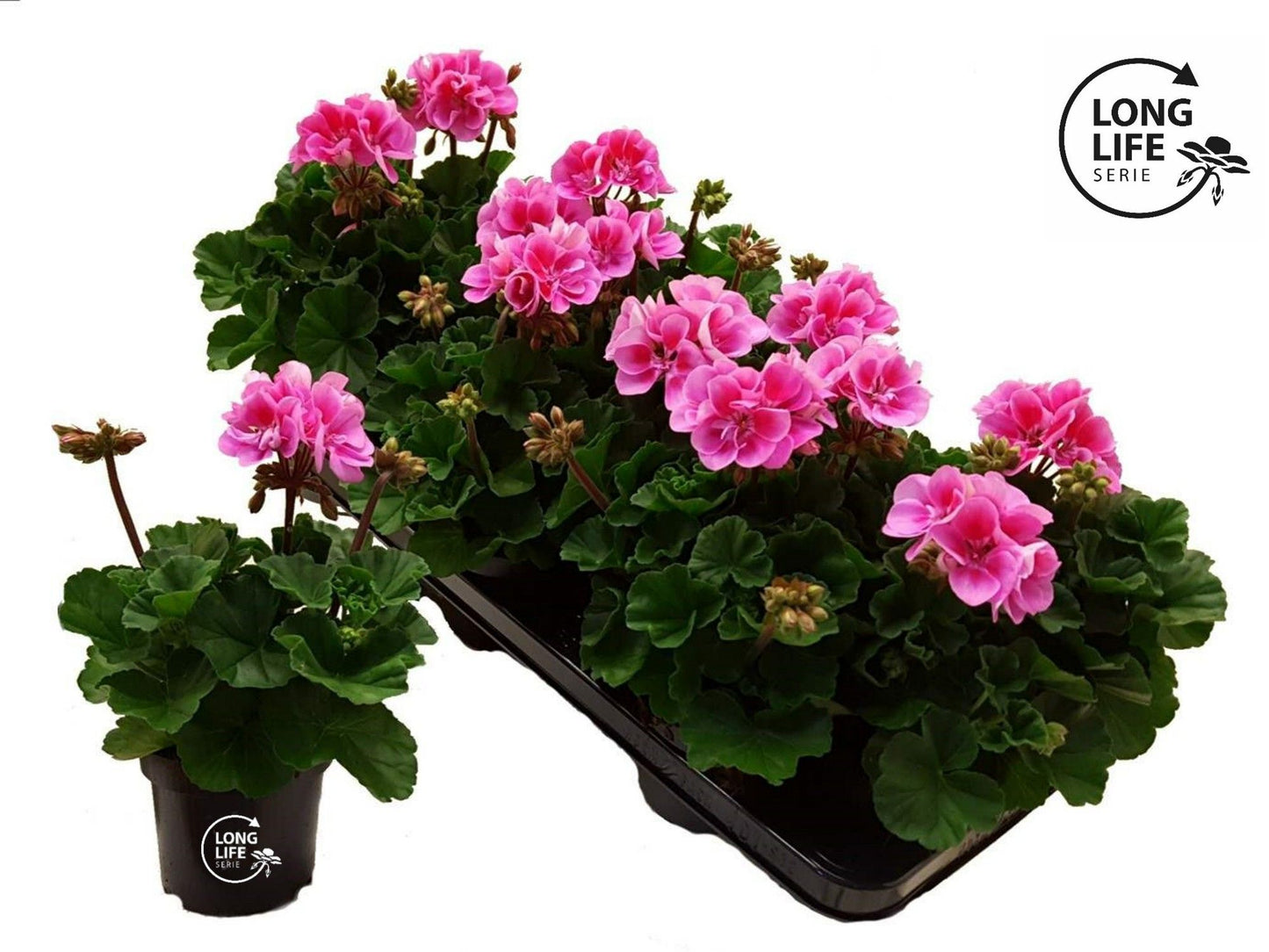 Pelargonium zon. purple bicolor 25cm 510cm Pot