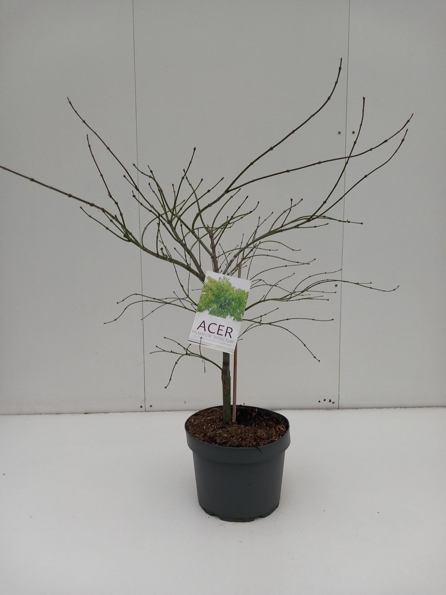 Acer Dissectum 90cm 29cm Pot