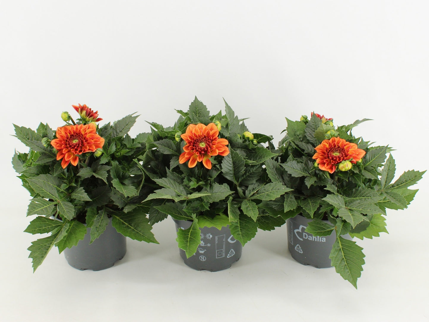 Dahlia Dalina Maxi Emilio 45cm 17cm Pot