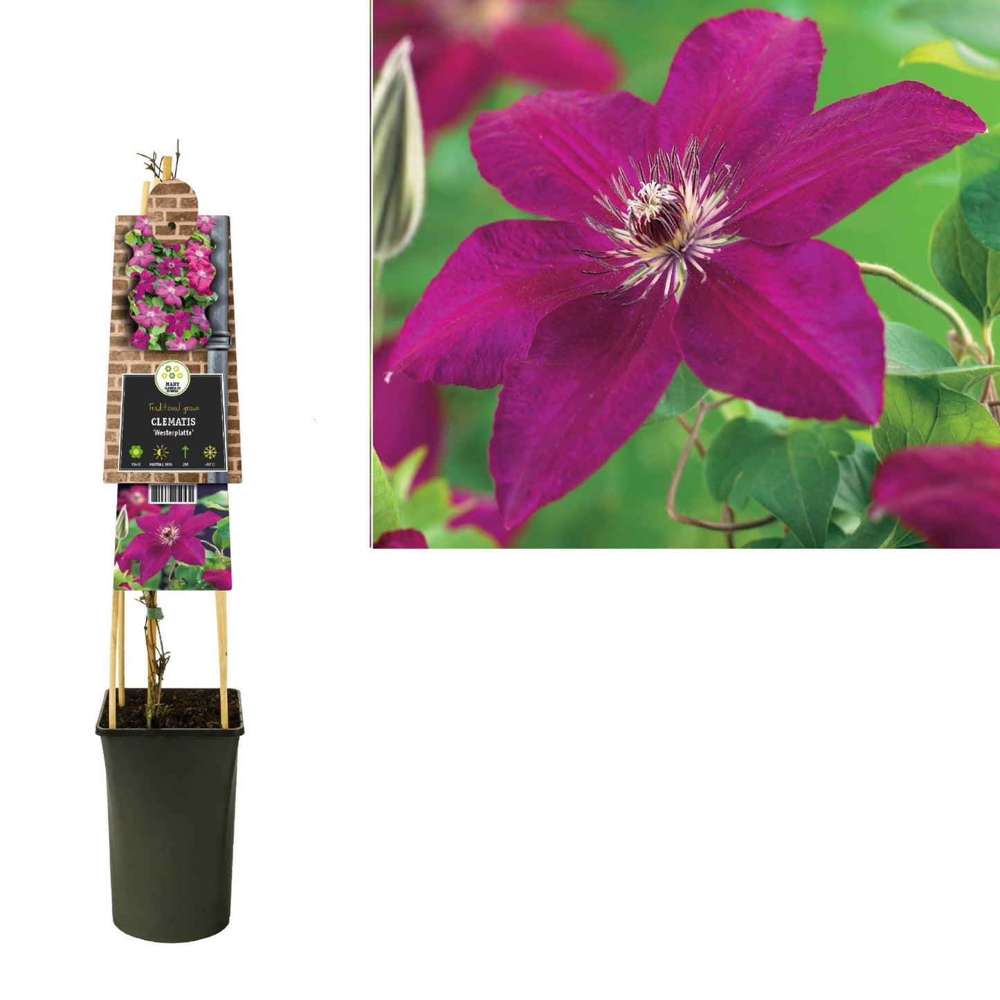 Clematis pat. Westerplatte 75cm 17cm Pot